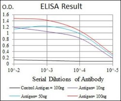 Fibronectin Antibody (2F4) - Azide and BSA Free, Novus Biologicals 0.1